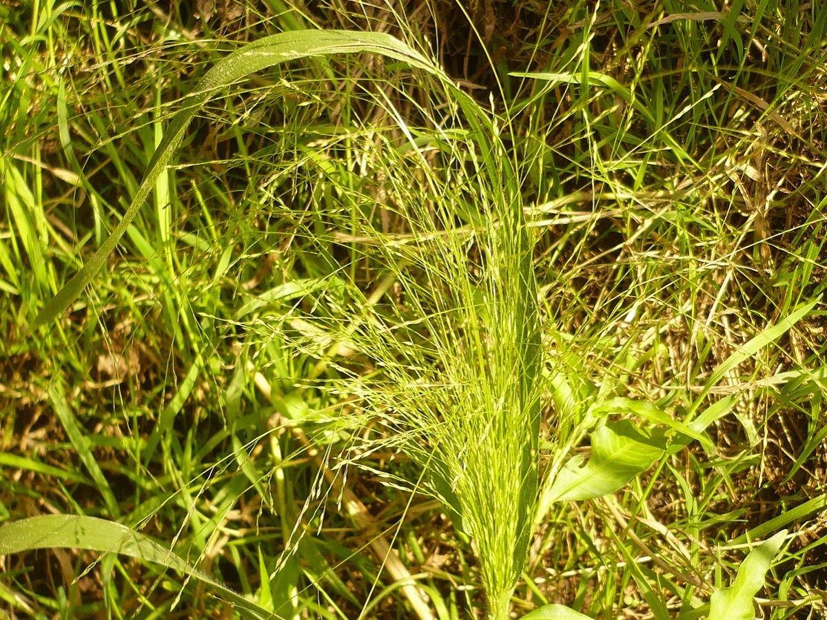 Panicum capillare (Poaceae)